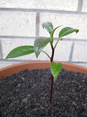 Avocado Seeds