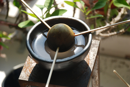 Avocado Seeds