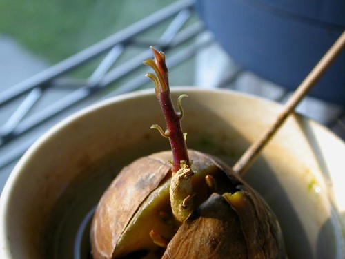 Avocado Seeds