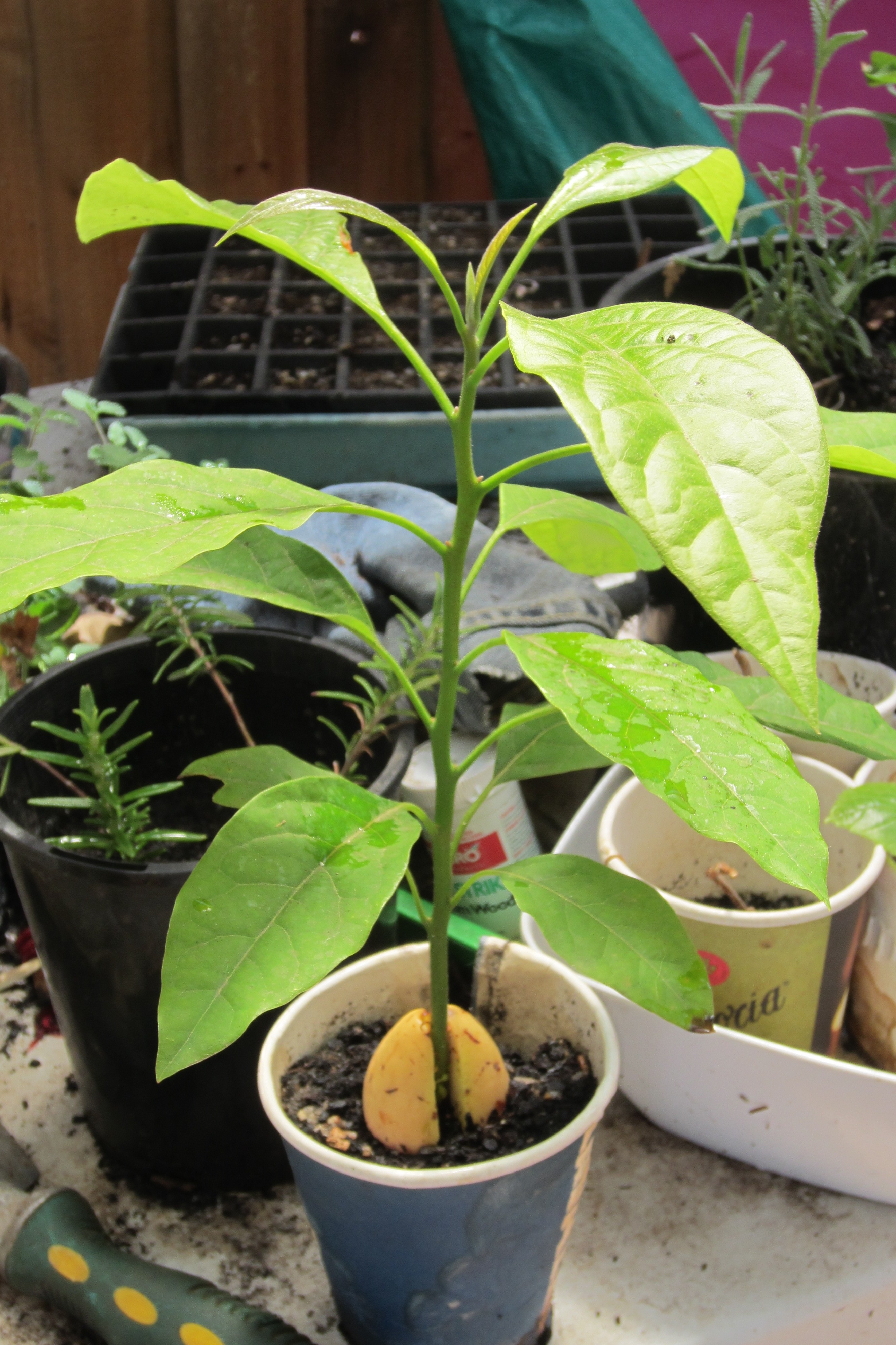 Avocado Seeds Grow