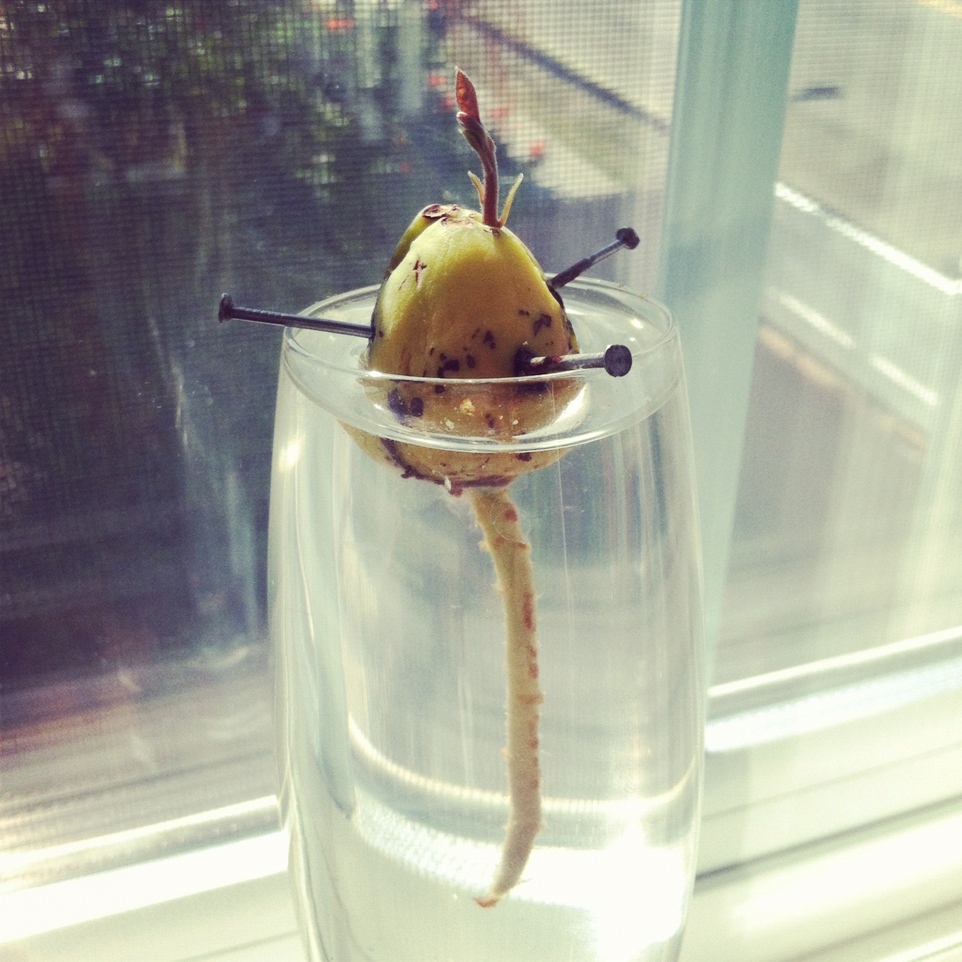 Avocado Seeds Grow