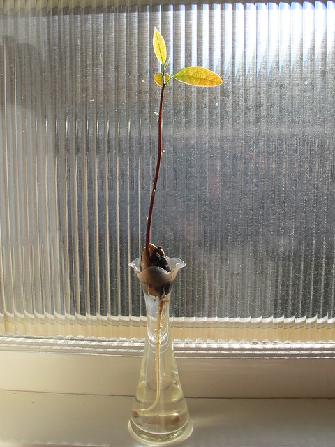 Avocado Seeds Grow