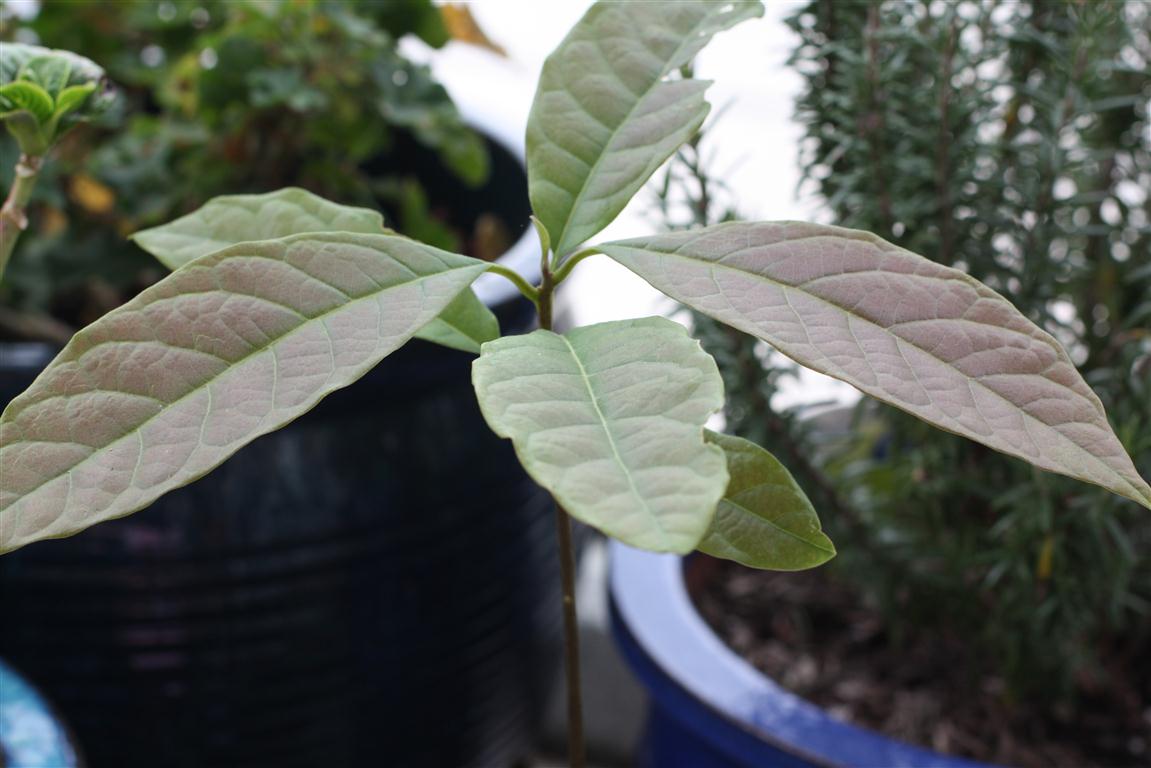 Avocado Seeds Grow