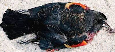 Black Death Bird