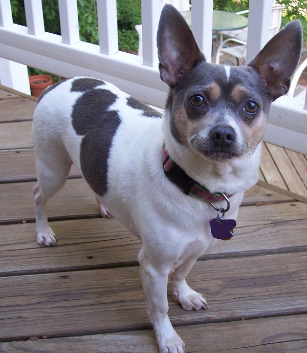 Brown Rat Terrier