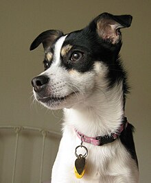 Brown Rat Terrier