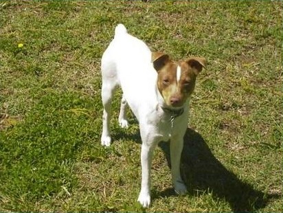 Brown Rat Terrier