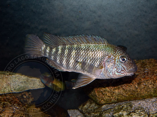 Bulu Point Cichlid