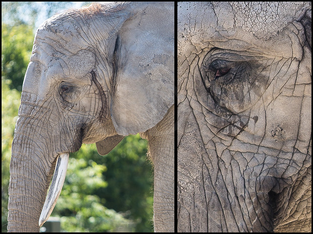 Elephants Crying