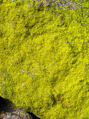 Gold Dust Lichen