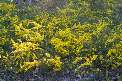 Gold Dust Lichen