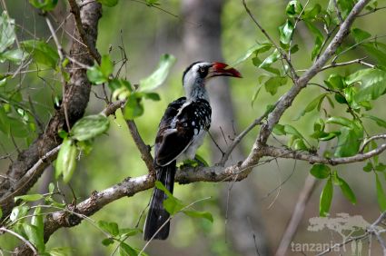 Harbingers Of Death Birds