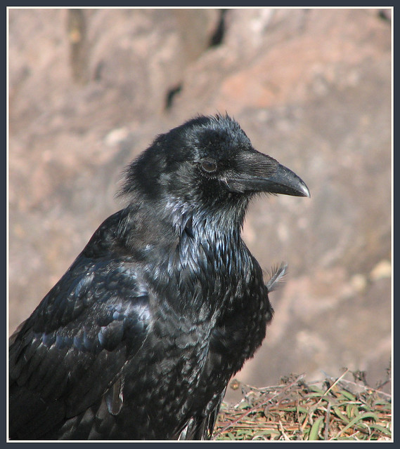 Omen Of Death Bird